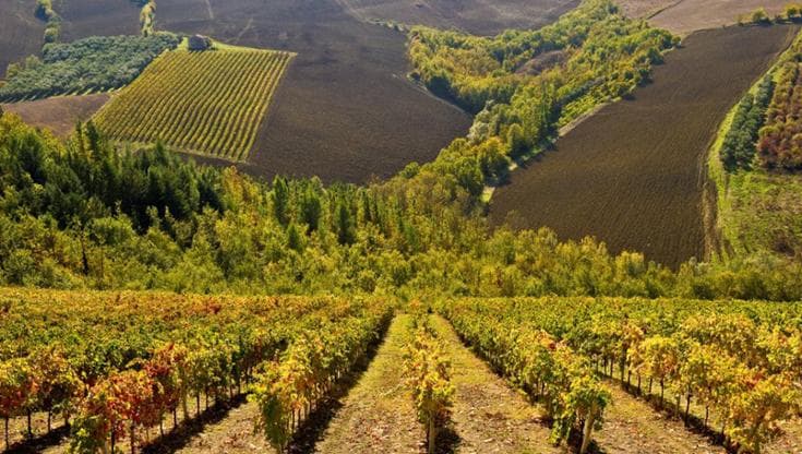 Laboratorio vino: le Marche e la svolta biologica