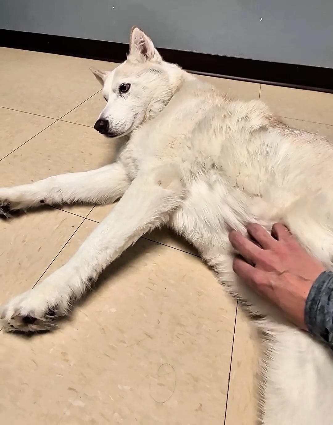 Un mese dopo l’adozione gli rimuovono gli occhi, per il cane Luna si ...