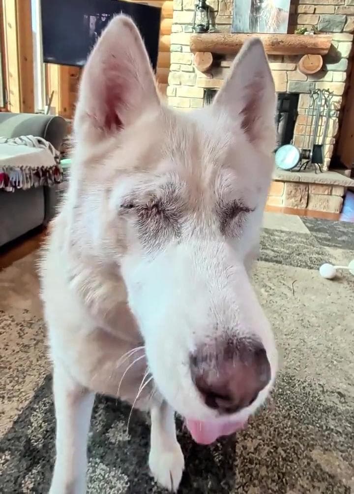 Un mese dopo l’adozione gli rimuovono gli occhi, per il cane Luna si ...