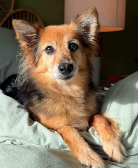 Il cane Coca ha perso una zampa per il cancro “ma tu sei ancora qui con ...