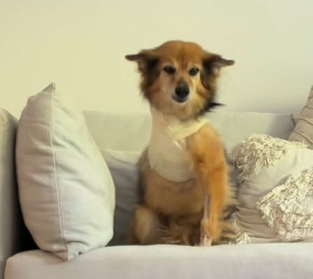 Il cane Coca ha perso una zampa per il cancro “ma tu sei ancora qui con ...