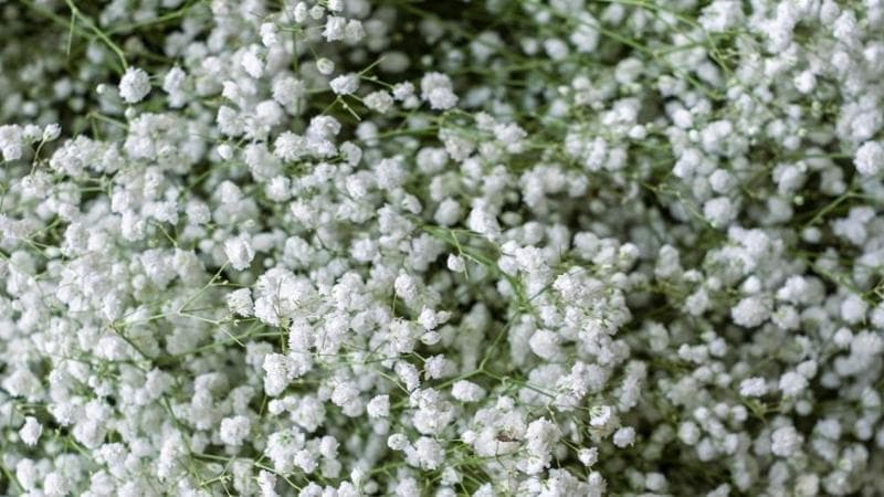 Gypsophila (velo da sposa): cura, dove piantare e consigli