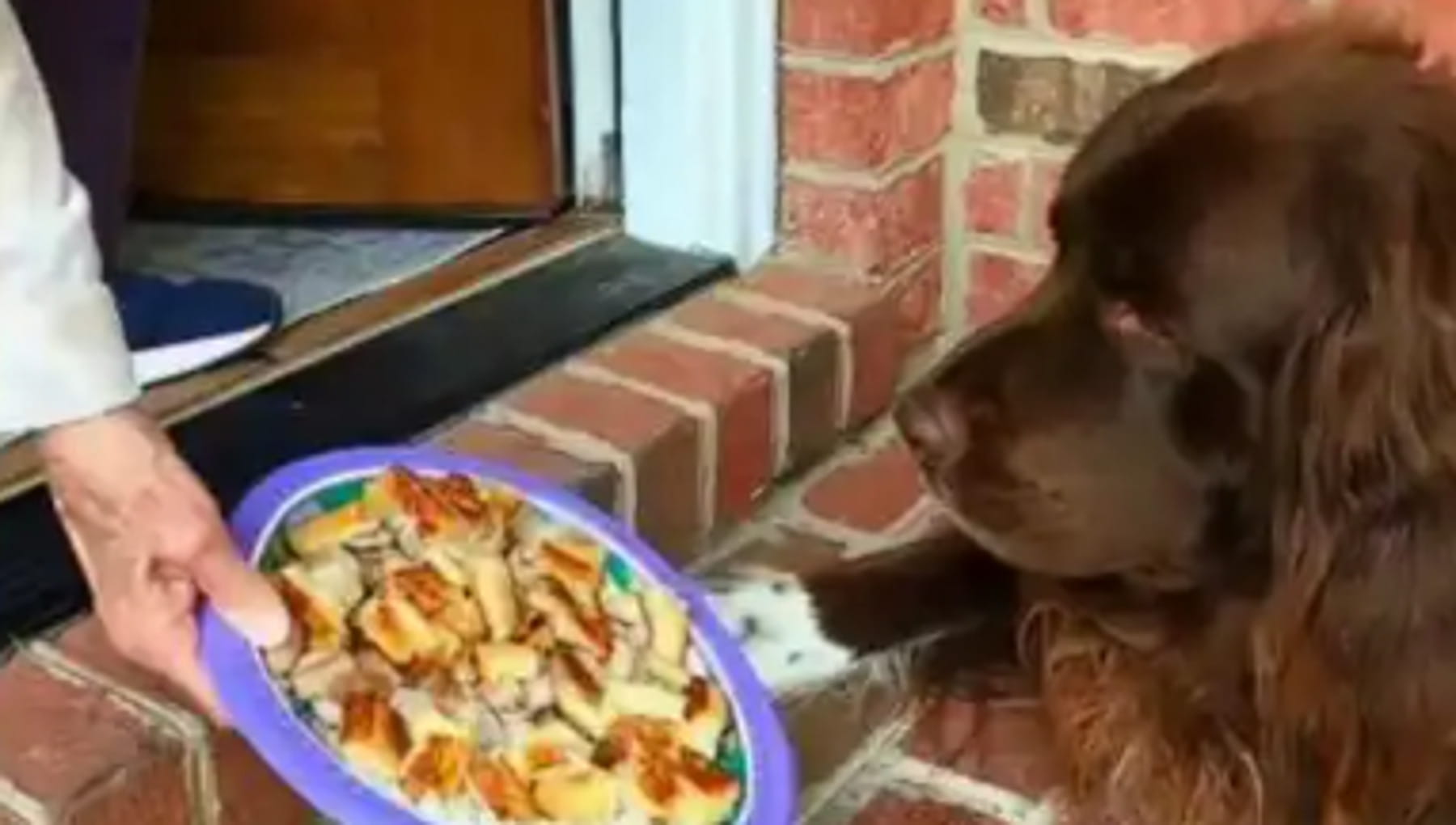 Il cane Chewie rifiuta la cena, poi arriva la nonna con “l’ingrediente segreto”: il finale è ovvio