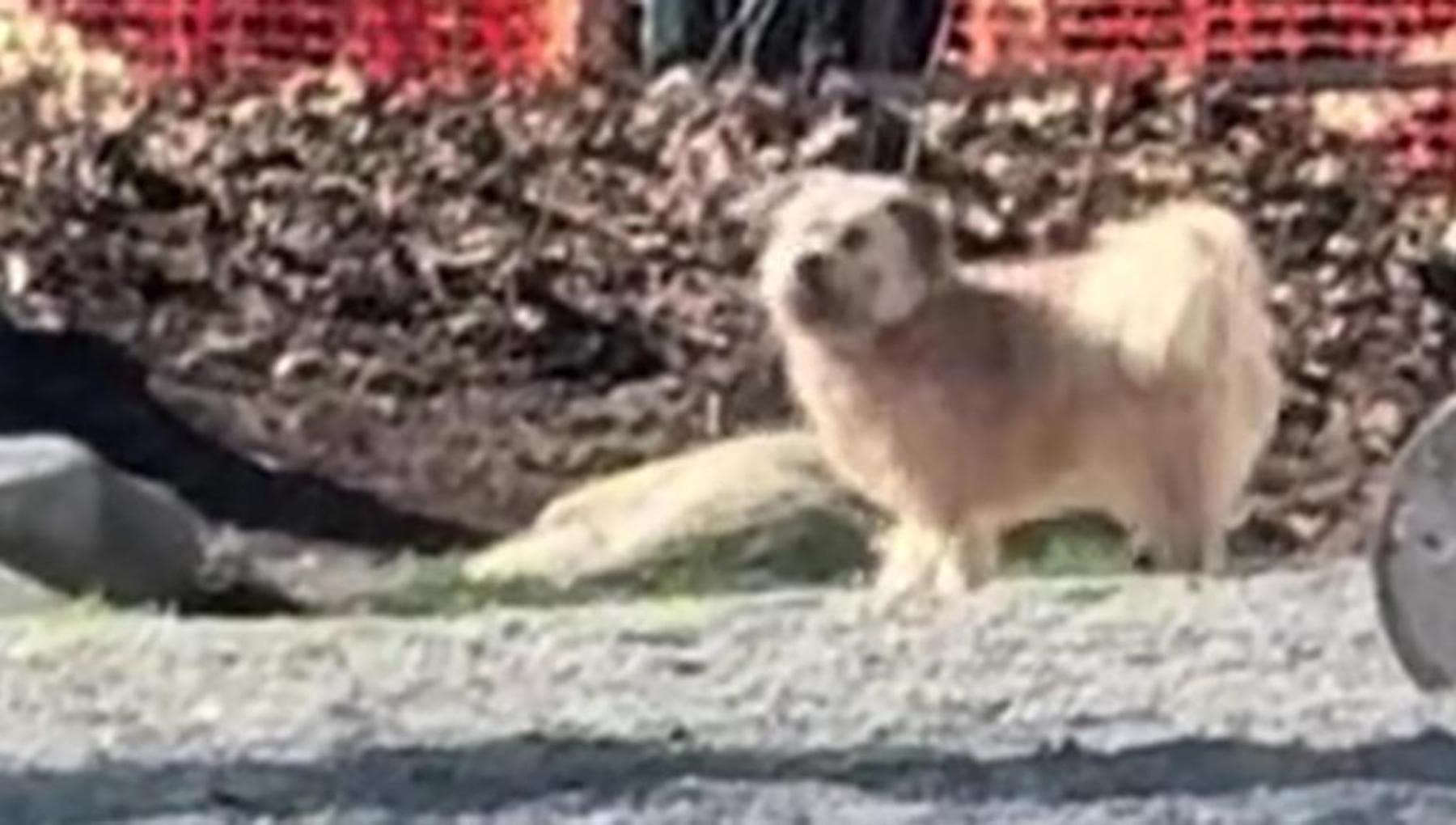 Taco, il cane che ha avuto paura di essere abbandonato ancora: la reazione al parco è inaspettata
