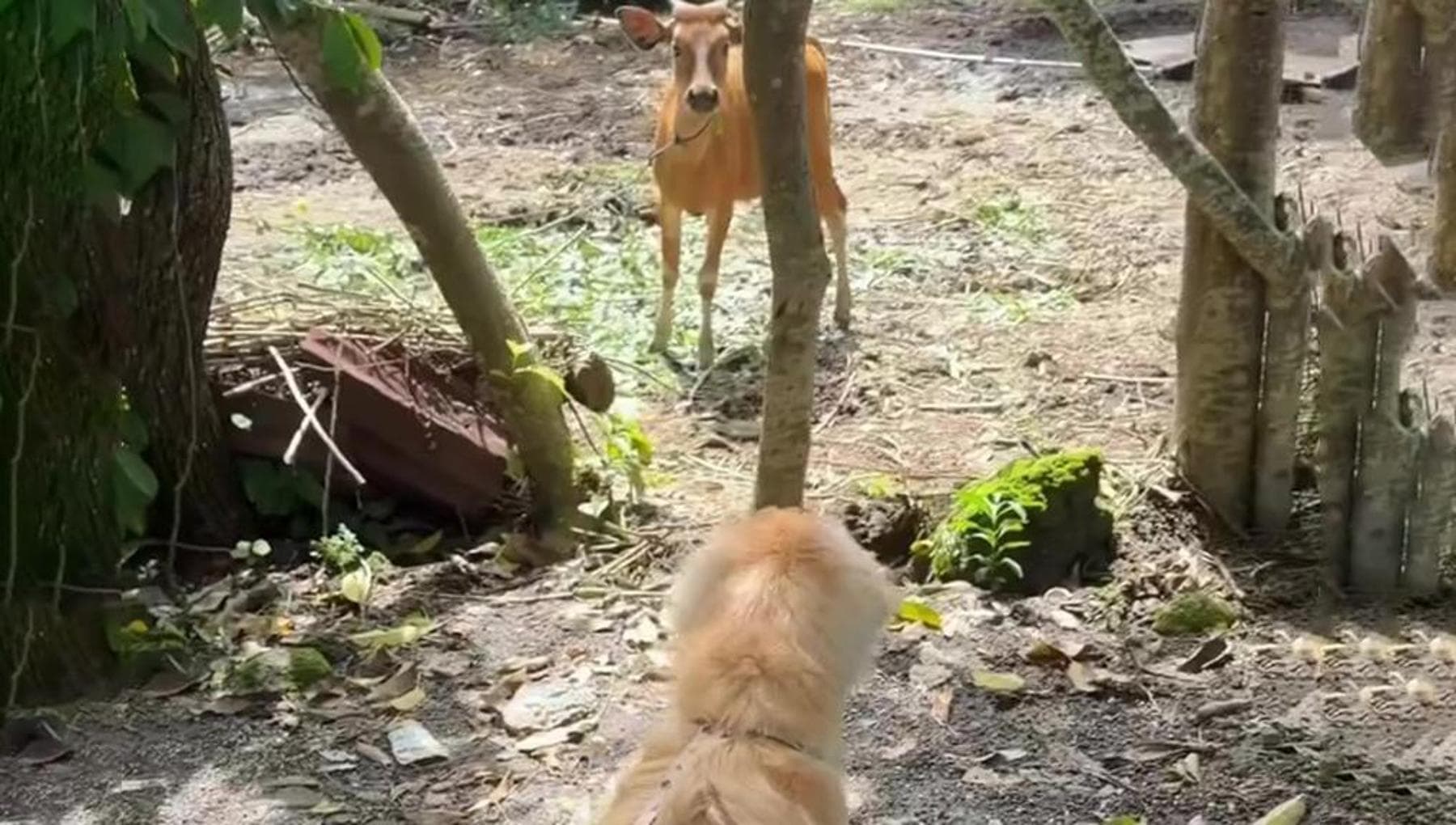 Se il suo mondo si allarga: quando il cane Lana scopre che esistono altri animali (diversi da lui)