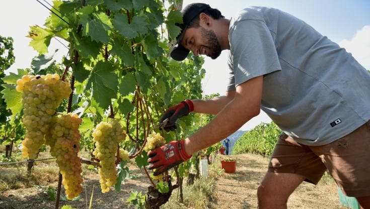 Luca Monchiero a lavoro in vigna