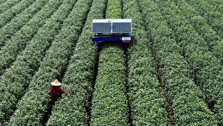 Un robot basato sull'IA raccoglie le gemme delle piante di té in una piantagione a Hangzhou, in Cina.