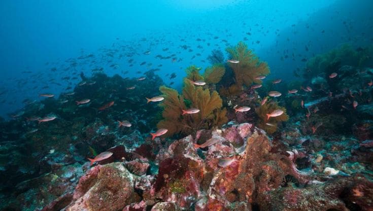 I fondali marini a Punta Vicente Roca, Galapagos (Isabela Island, Ecuador - foto: Prisma Bildagentur/Universal Images Group via Getty Images)