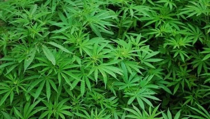 Adolescenti: la cannabis è più dannosa dell'alcol per lo sviluppo del cervello