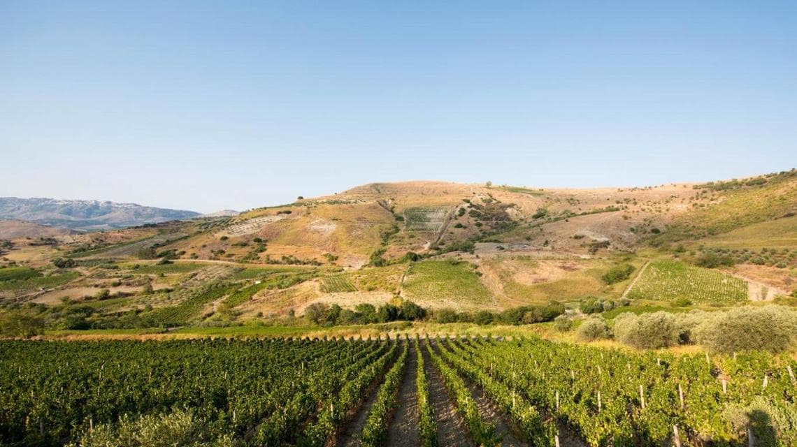 I vigneti di Gaglioppo