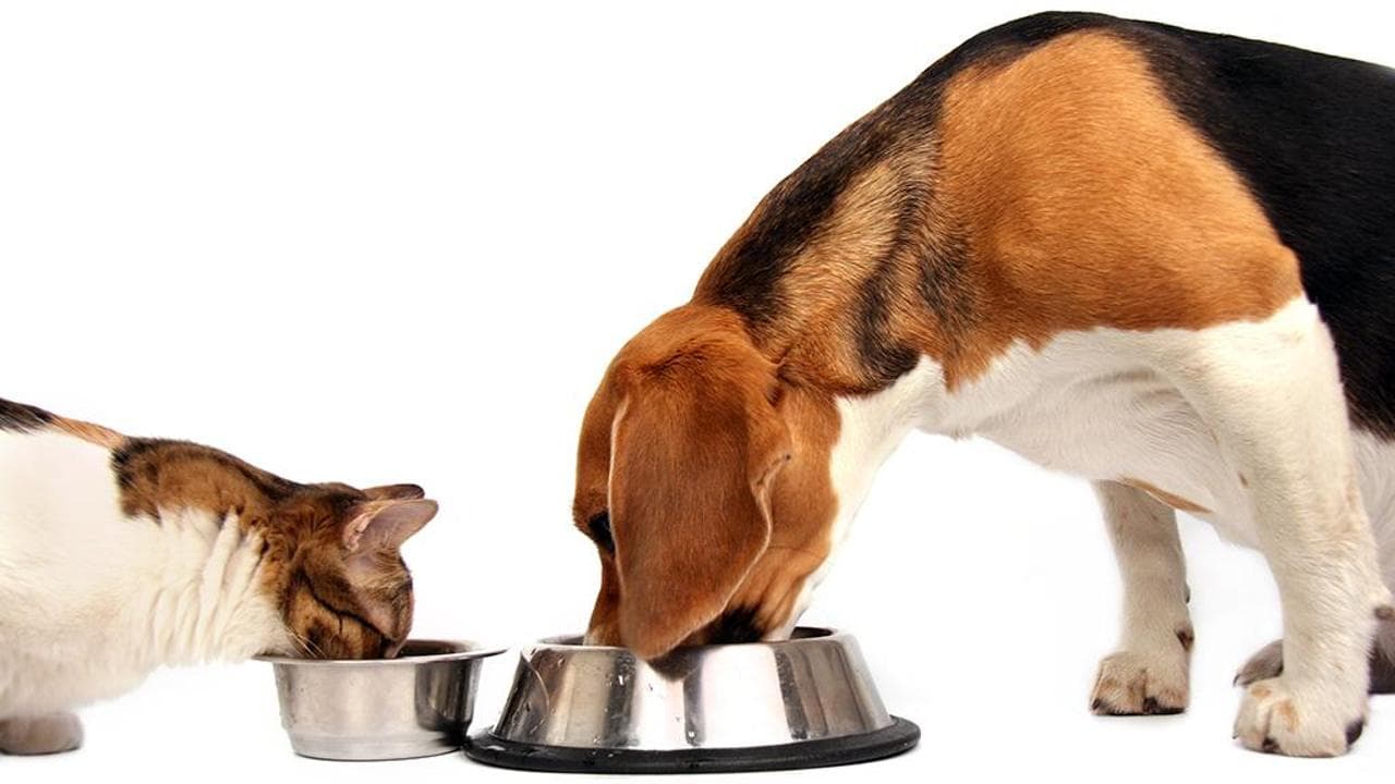 Alimentazione senza proteine animali per cani e gatti, il dibattito che sta cambiando il pet food