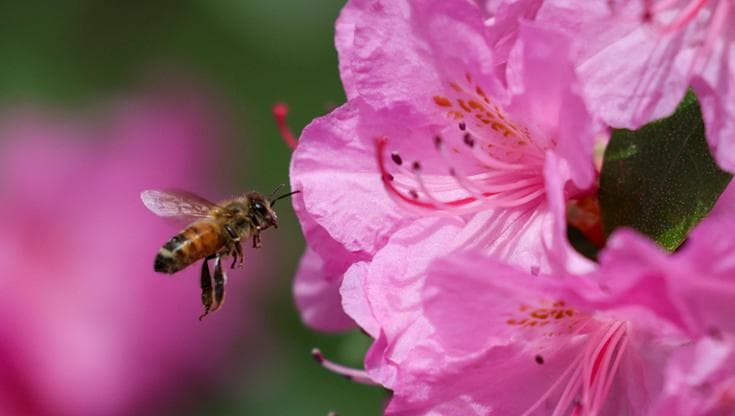 Greenpeace: stop ai pesticidi negli alimenti
