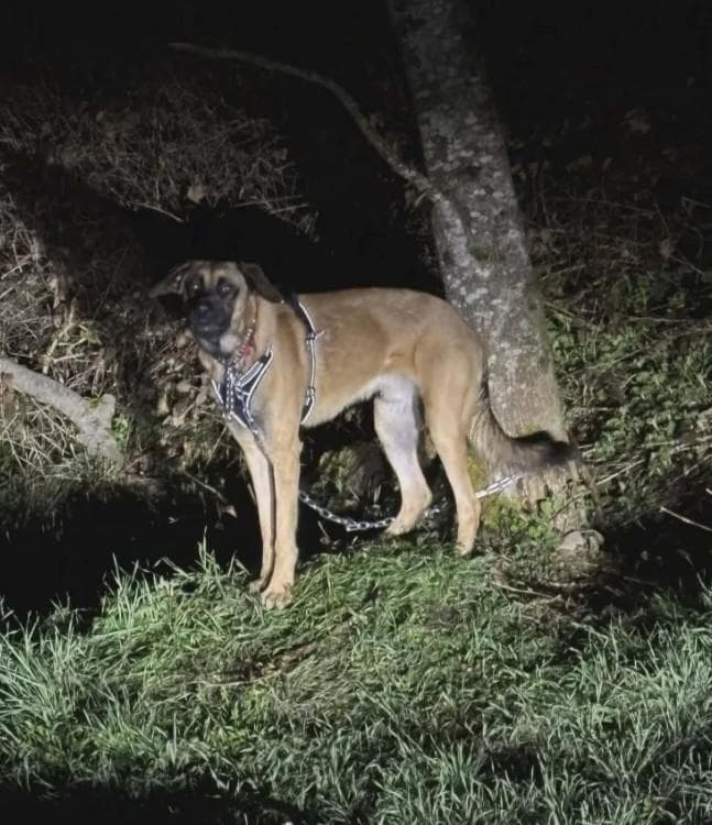 Phoenix, il cane che rinasce: da incatenato nella notte a un albero a ...