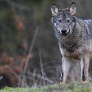 Strage di lupi nel Parco d’Abruzzo, 18 uccisi in pochi giorni: sospetto avvelenamento e polemiche sulle pene