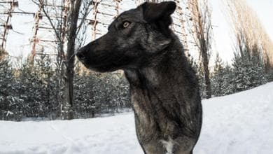 I discendenti dei cani e gatti di Chernobyl cercano casa: 40 anni dopo sono ancora radioattivi?