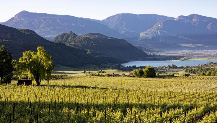 (@Ass. turistica Caldaro al lago_Marion Lafogler)