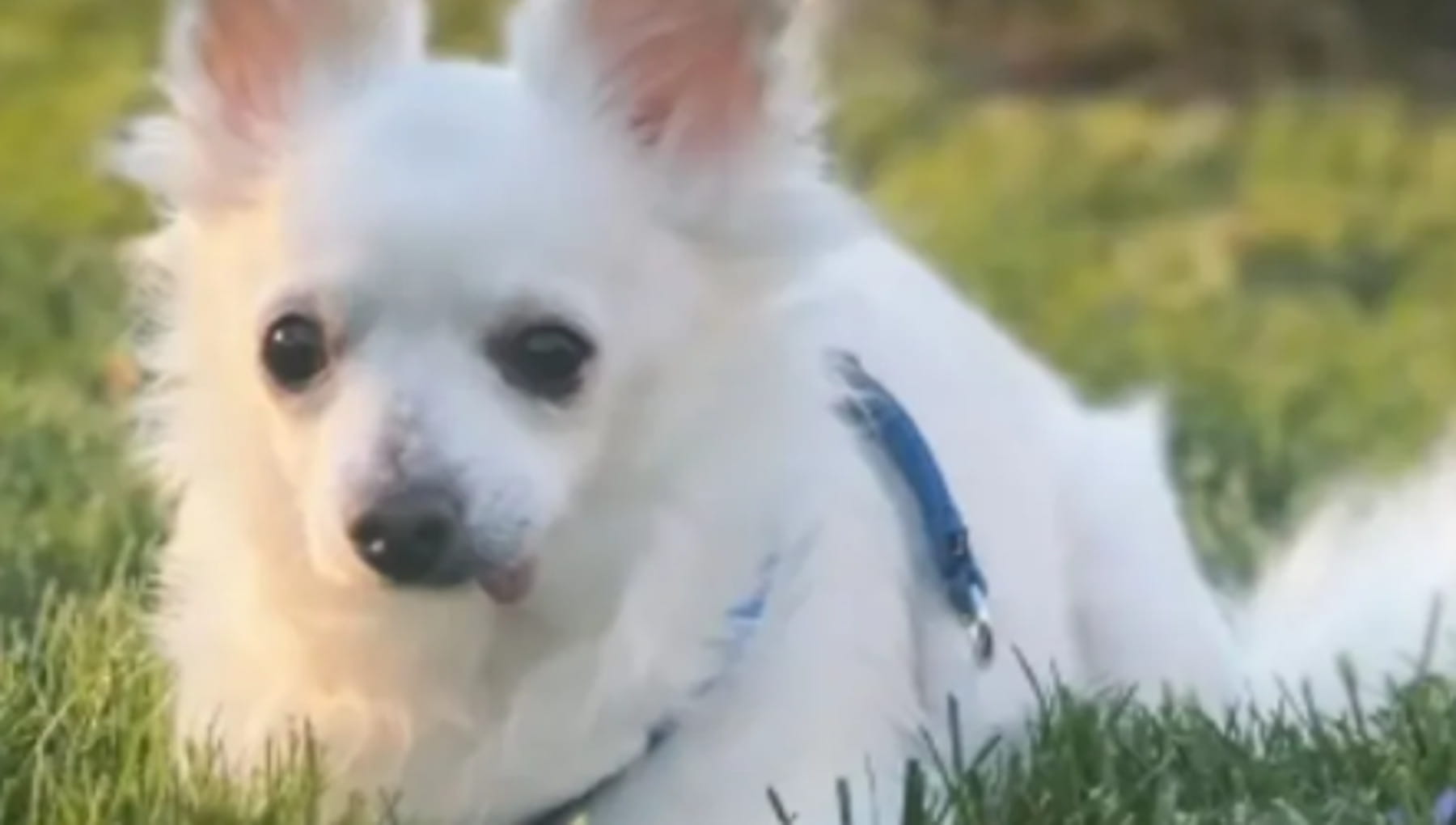 Vuole un cane nuovo e porta a sopprimere quello che ha già: ma c’è chi ...