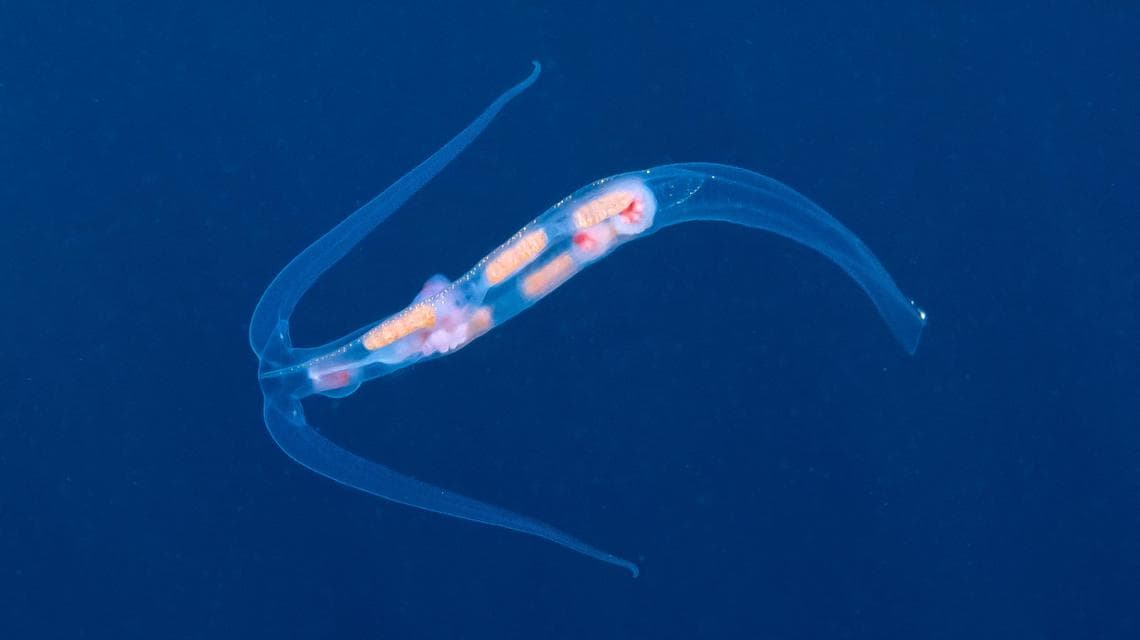 Lumaca di mare pelagica, Phylliroe bucephala (foto: Alessandro Grasso)