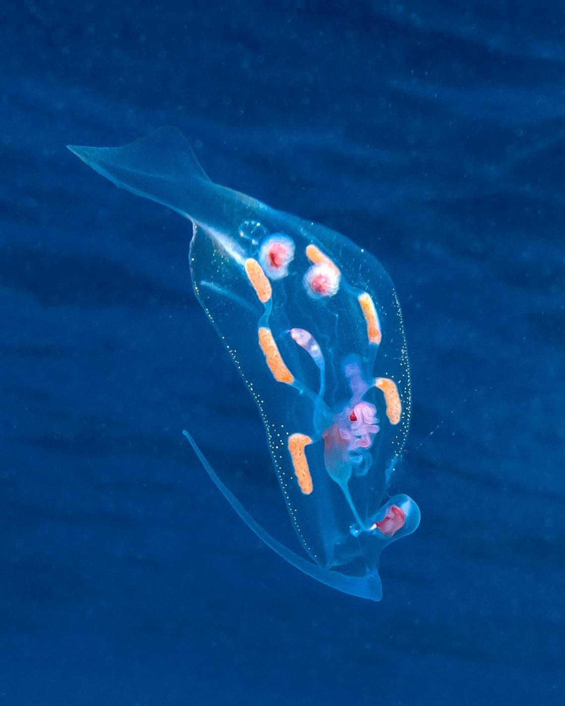 Lumaca di mare pelagica, Phylliroe bucephala (foto: Alessandro Grasso)