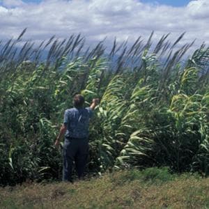 Così da noi le "canne" giganti aliene prolungano la vita delle zanzare