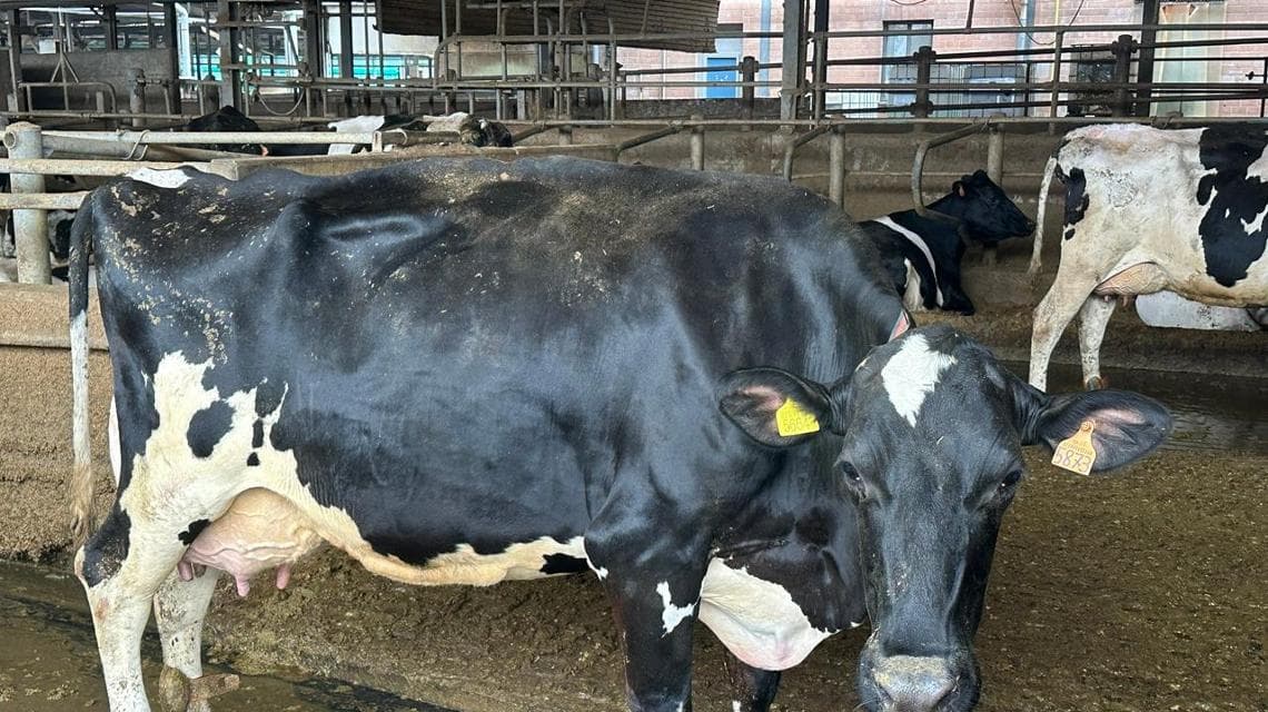 Una delle mucche negli impianti di Fienilnuovo (foto: Eleonora Dragotto)