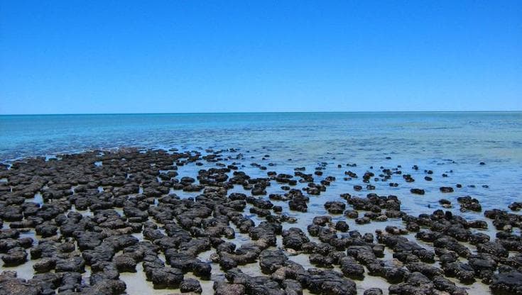 L’origine della vita complessa sulla Terra? Frutto di un contatto primordiale