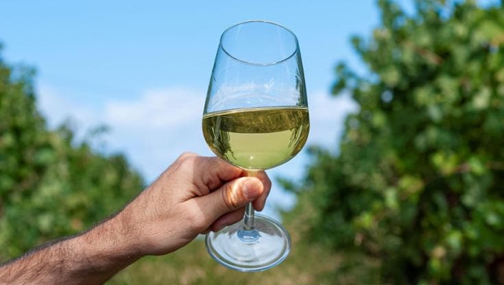 Dall’Ansonica al Vermentino, c’è una Toscana che va oltre i sentieri più battuti