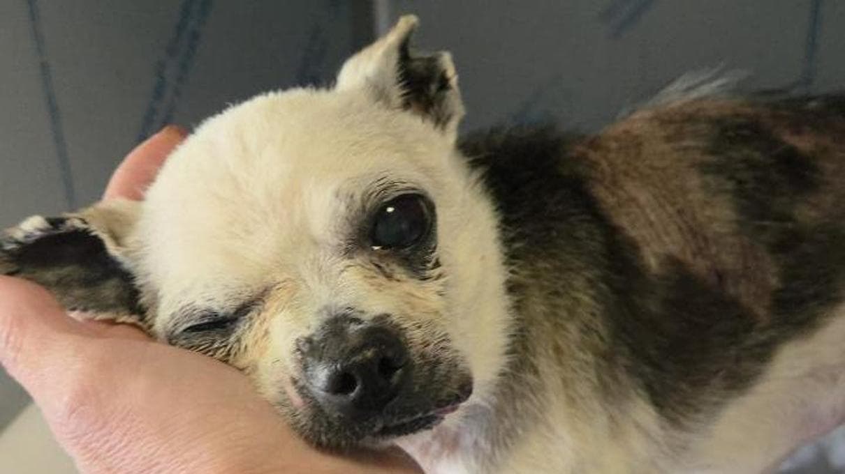 La dolcezza di Ercole, il cane trovato chiuso in un sacchetto di ...