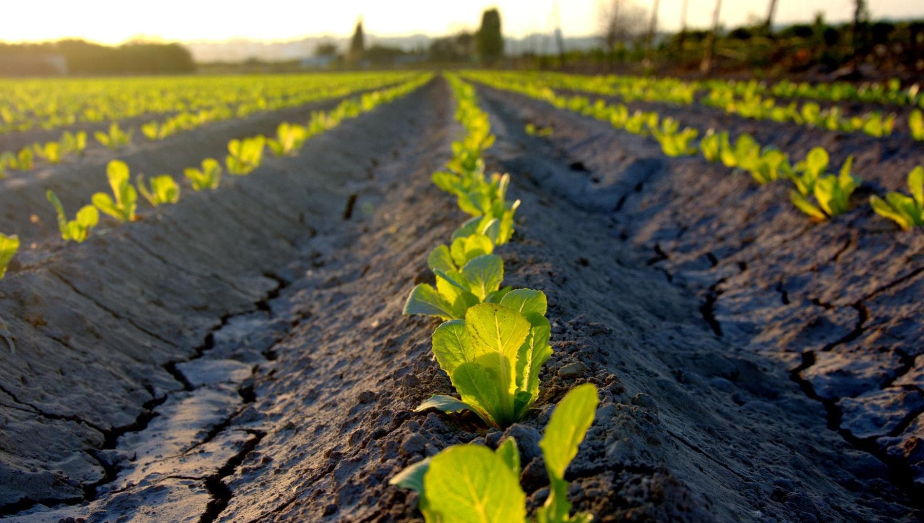 “Natura e agricoltura (non intensiva), una riconciliazione è possibile”