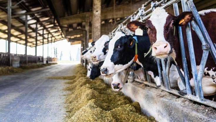 In Pianura Padana si deve affrontare il problema dell'impatto ambientale degli allevamenti intensivi