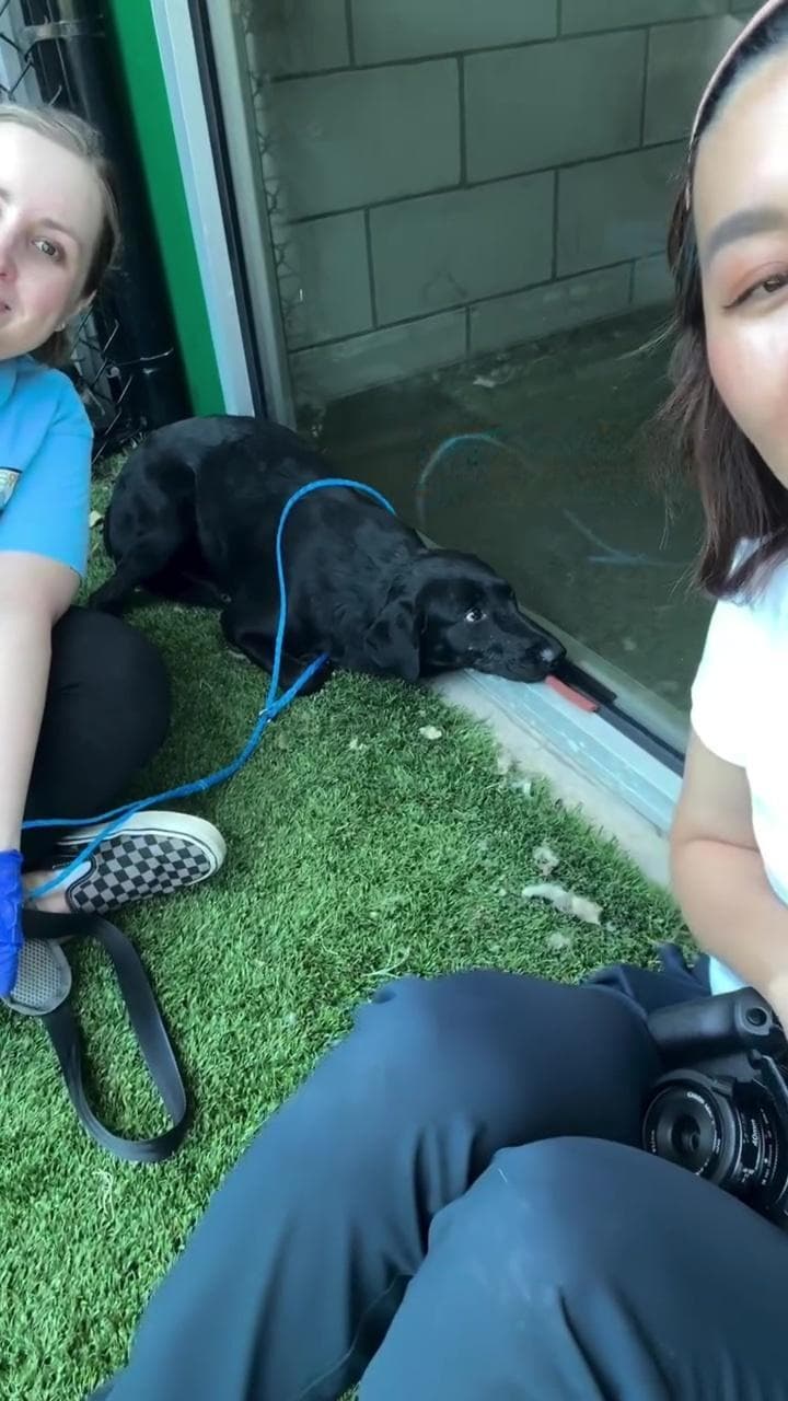 Il lieto fine di Joe, il cane che nascondeva il muso negli angoli per ...