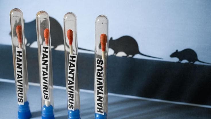 101153721-aea13e54-2f84-4589-bfe2-08b611fc061e Hantavirus, cosa sta succedendo davvero? Dal focolaio sulla nave Hondius ai controlli in Italia