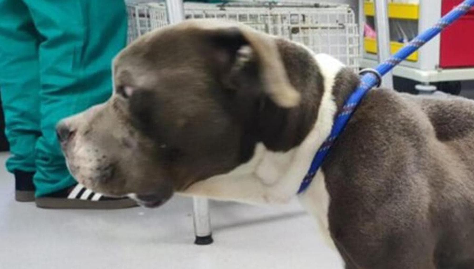 Cane ridotto alla fame e nascosto in garage: lo fanno passare per ...