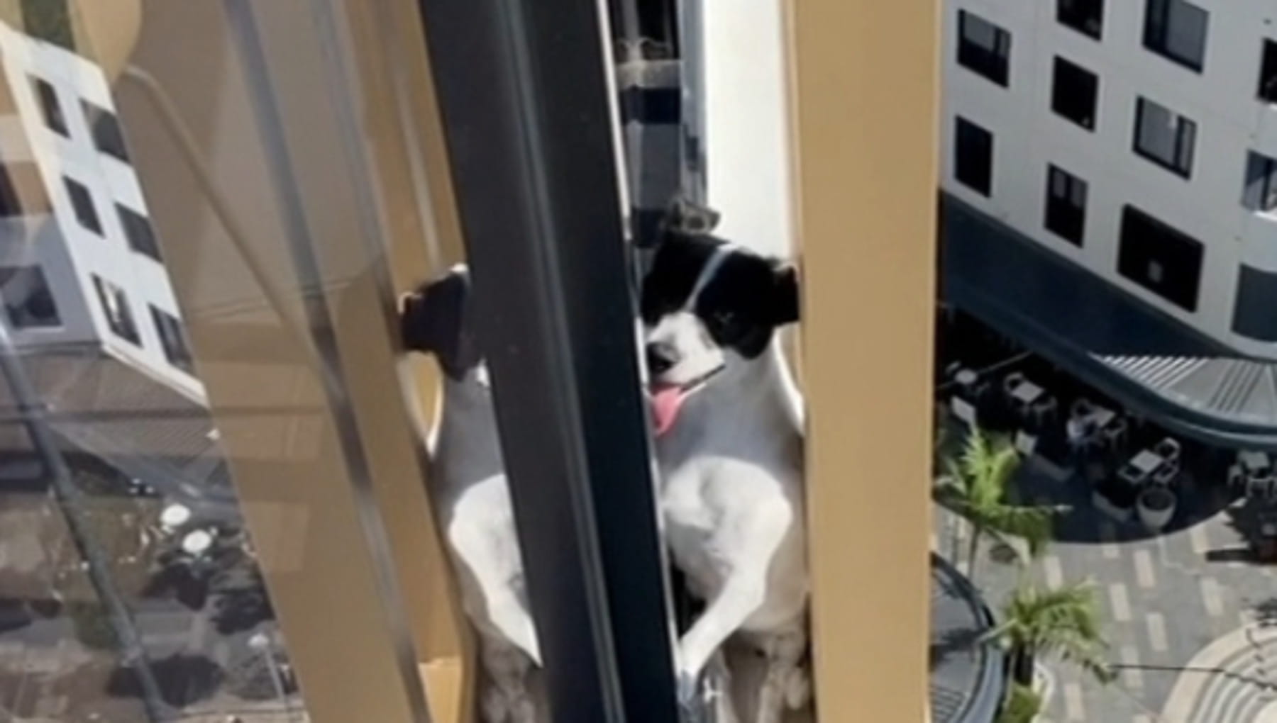 Il salvataggio al cardiopalma del cane Elbie, intrappolato su un ...