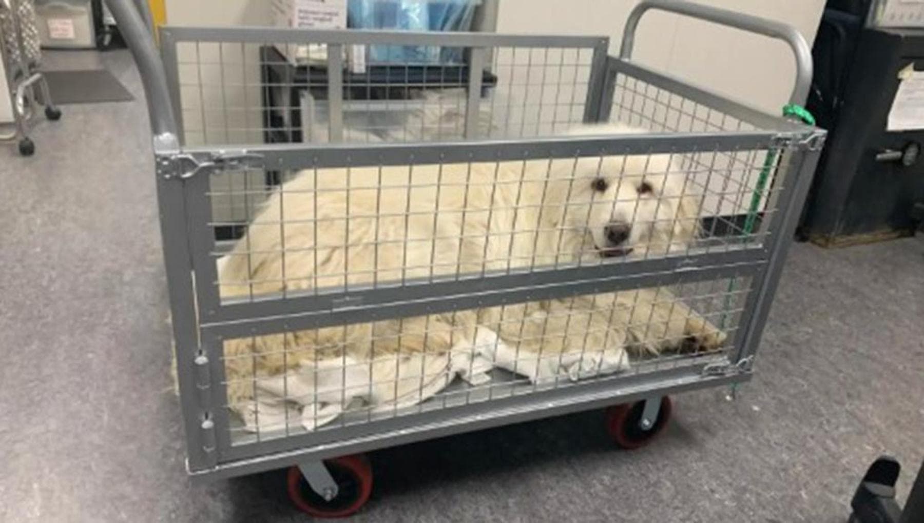 Doug, il cane che aveva paura dei pavimenti: la rinascita del gigante ...