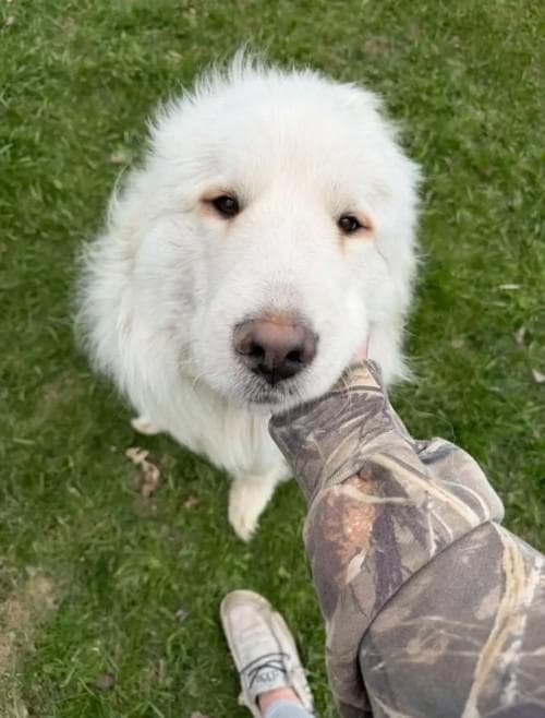 Doug, il cane che aveva paura dei pavimenti: la rinascita del gigante ...