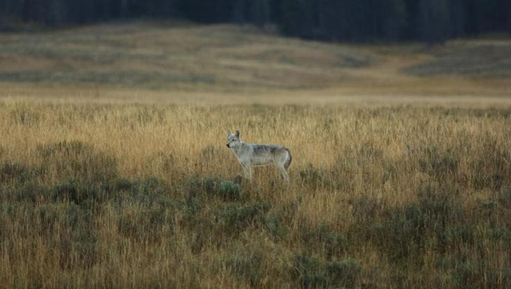 Un lupo a Yellowstone (Getty Images)