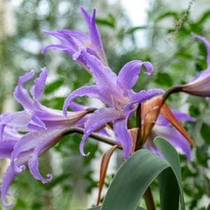 Avrupa florası son 60 yılda nasıl değişti?