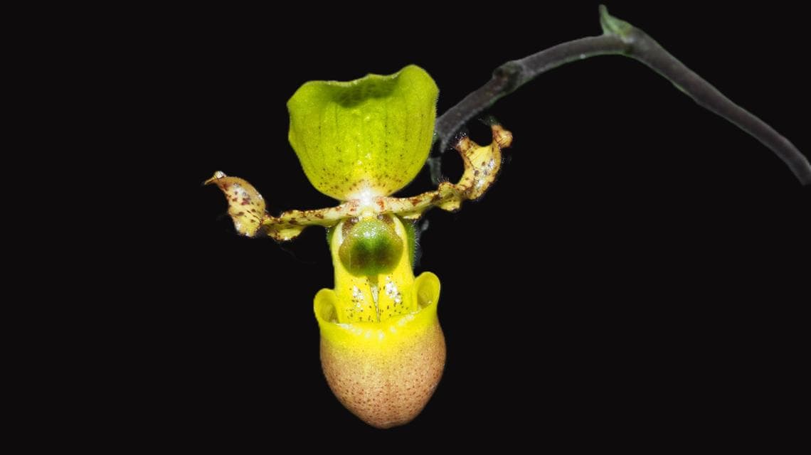 Paphiopedilum primulinum var. purpurascens (fotoğraf: Egon Krogsgaard © KEW - Kraliyet Botanik Bahçeleri)