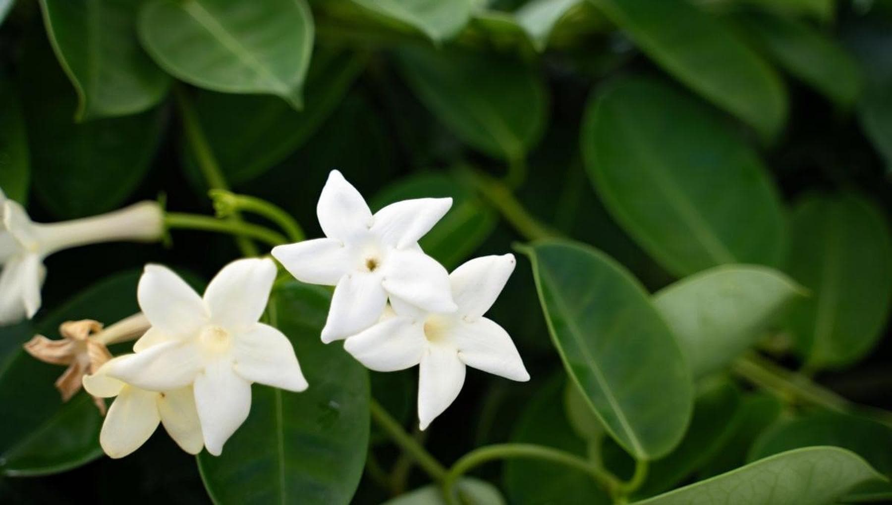 Stephanotis: Madagaskar yasemini nasıl yetiştirilir ve bakımı yapılır