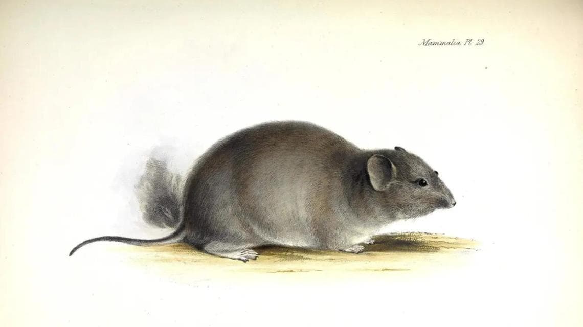 Çinçilla, Cuscomys oblativus (fotoğraf: Animalia.bio)