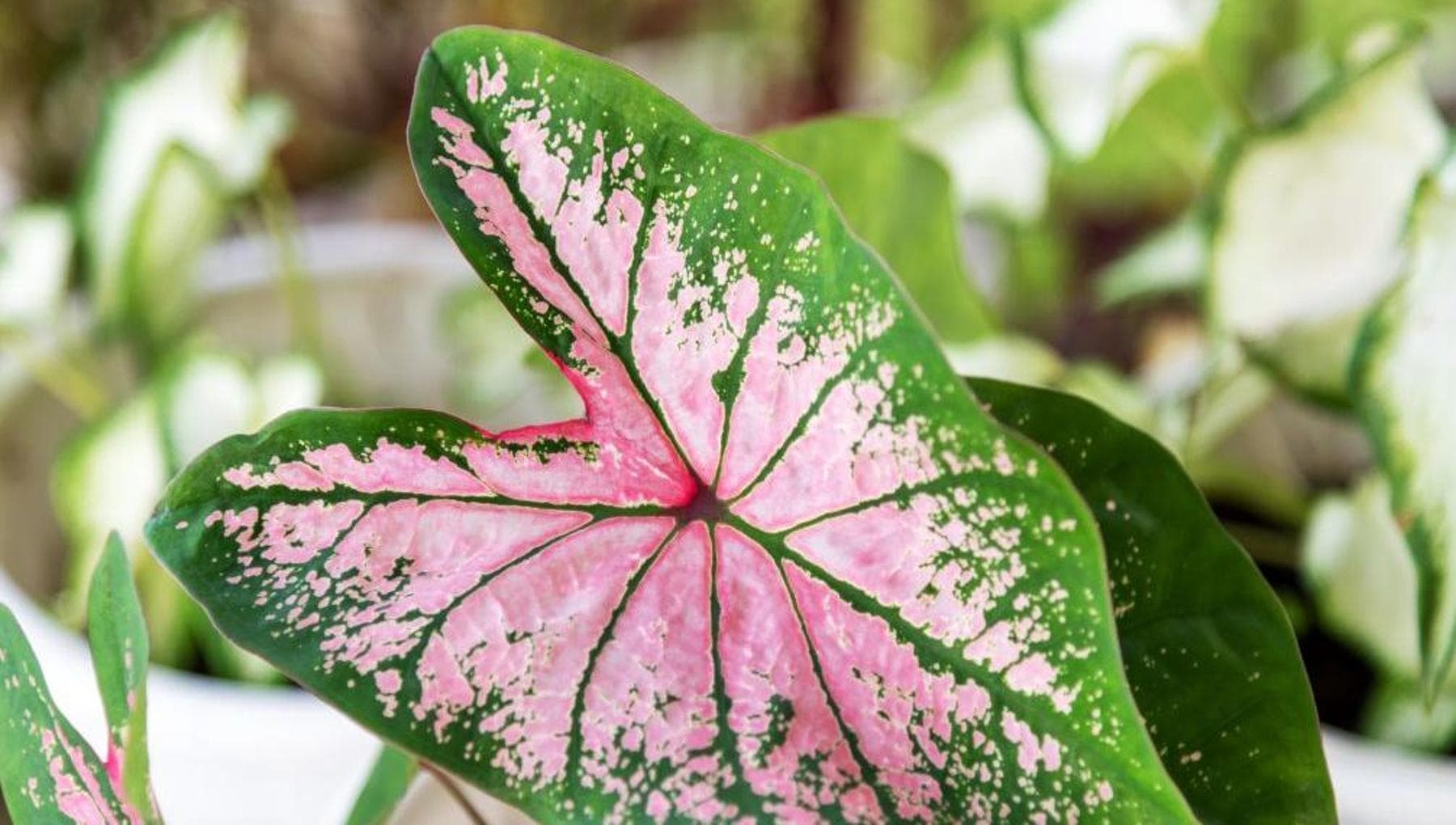 Caladium: bakım, yetiştirme, nasıl yayılır