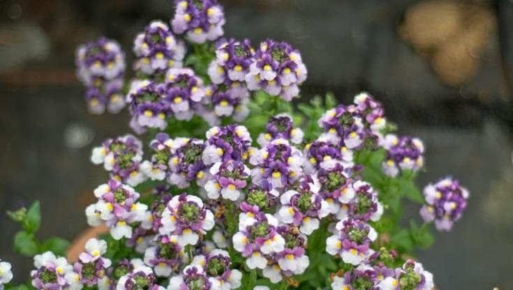 Nemesia: coltivazione in giardino e vaso, esposizione e cura della pianta dalle mille sfumature