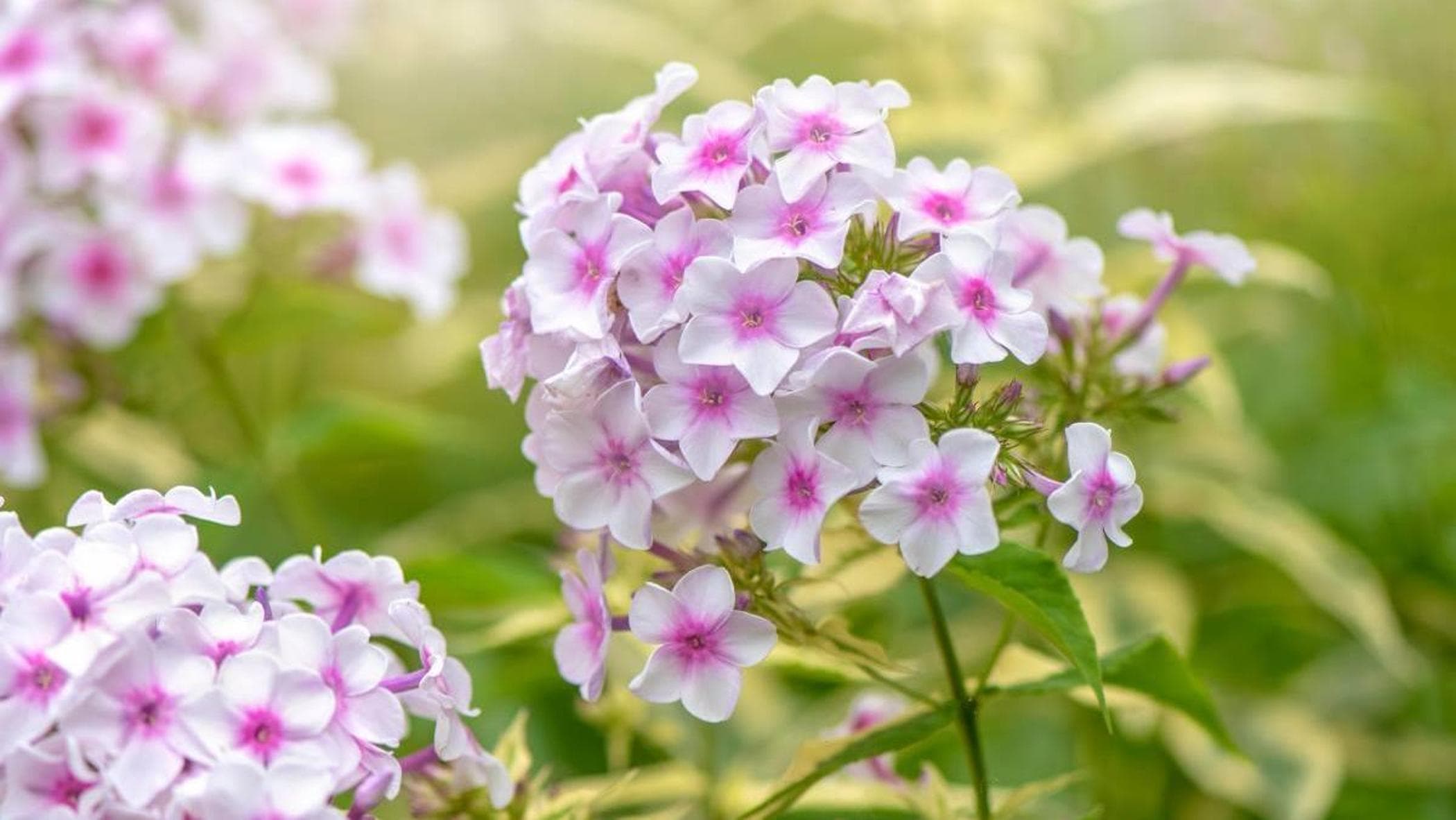 Phlox: ortancaların renkli alternatifi için yetiştirme ve bakım ipuçları
