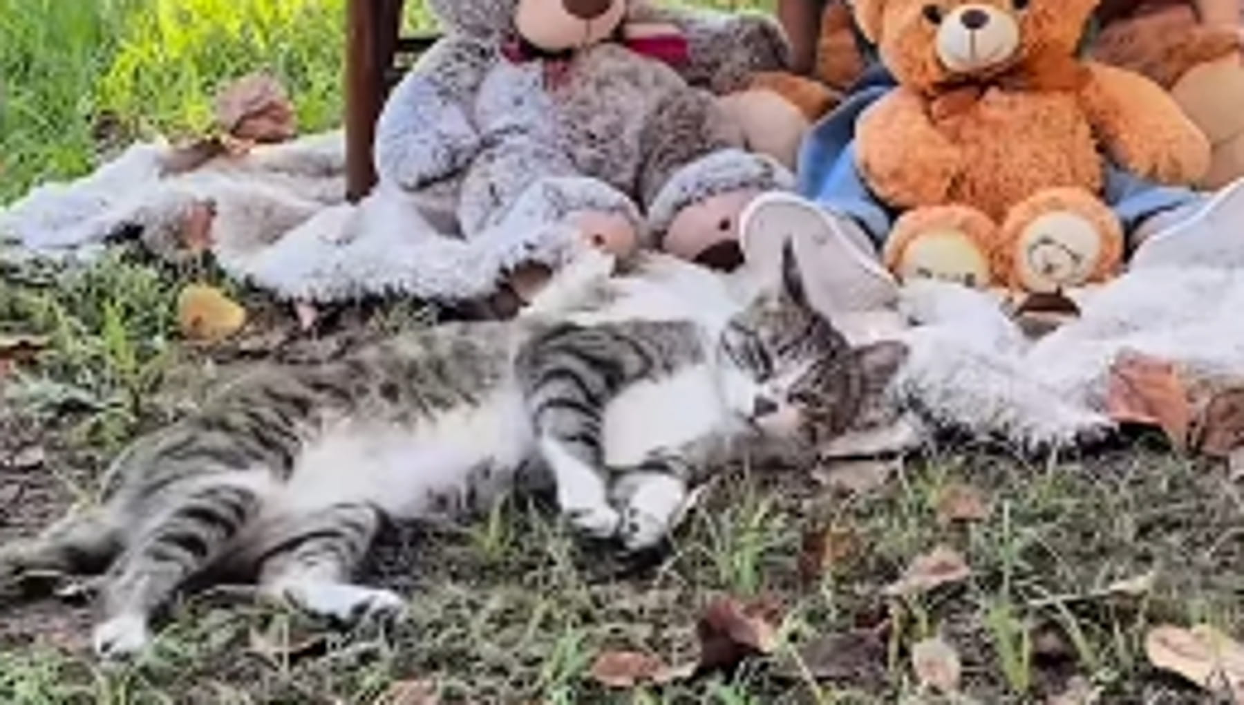 Un gatto interrompe un servizio fotografico e trasforma un momento già perfetto in indimenticabile