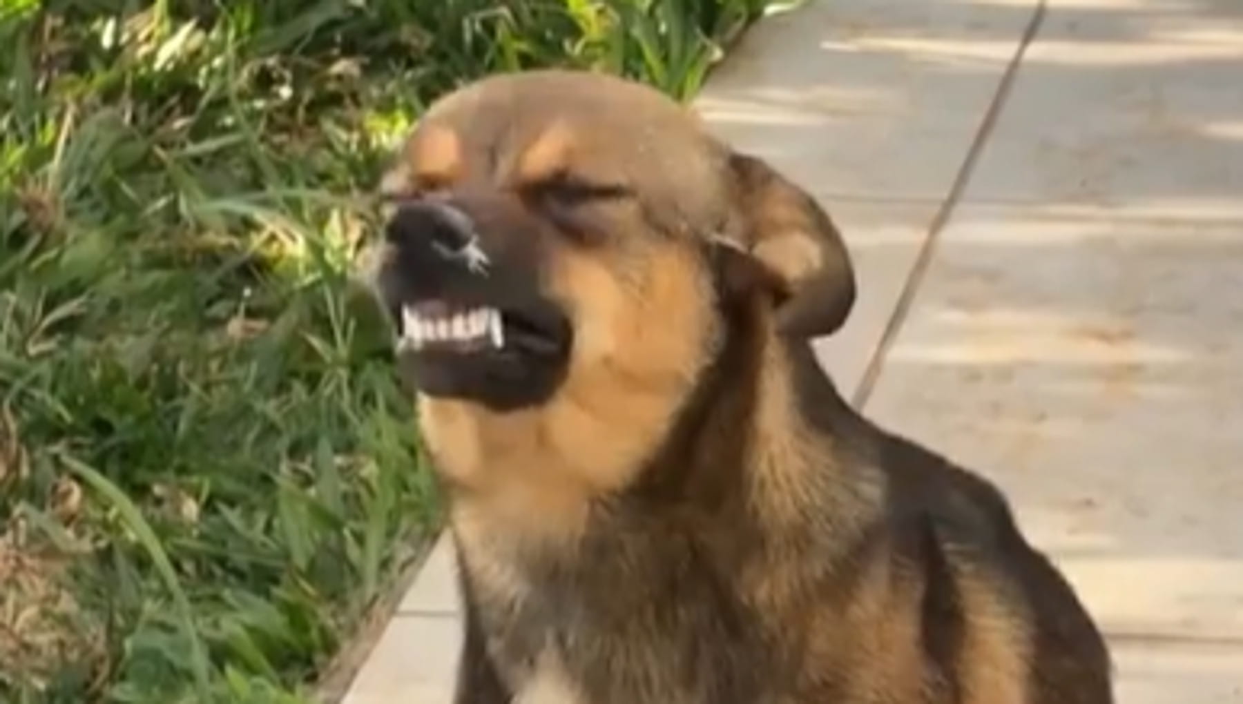 Entra in cortile, “sorride” e si comporta come se vivesse lì: il comportamento di questo cane sorprende