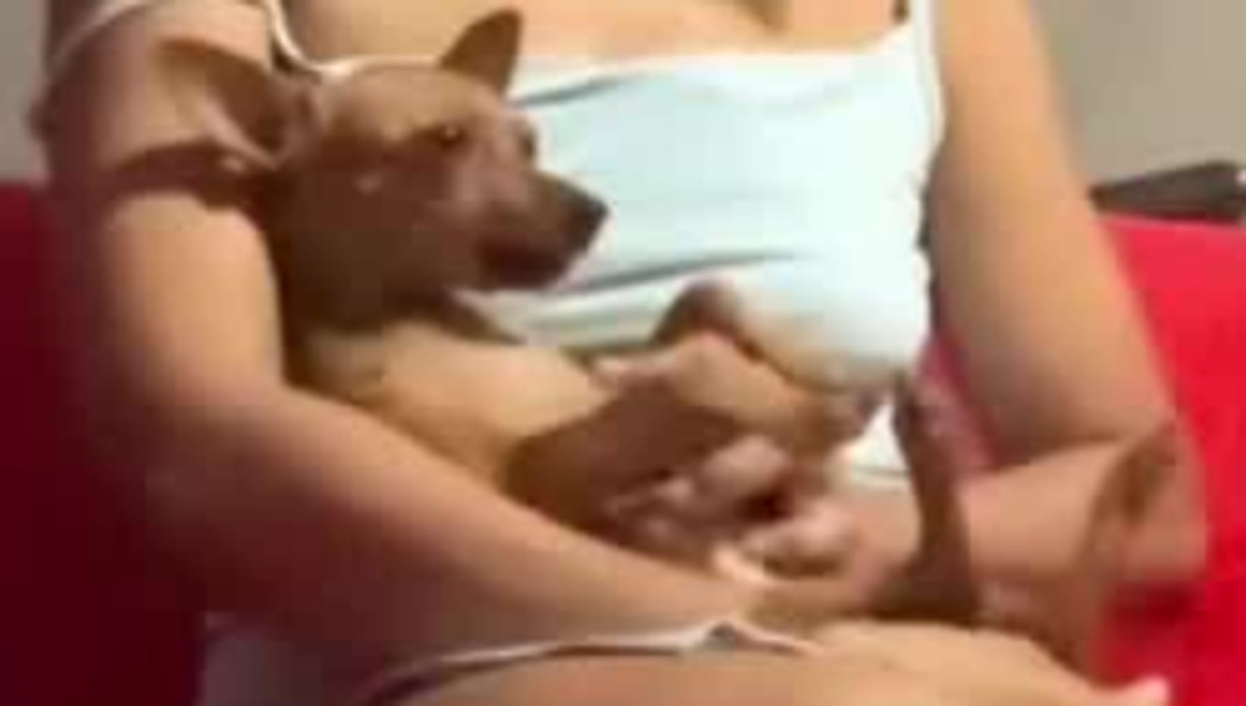 “Mio amore, lui se n’è andato”: una donna tenta di consolare mamma cane durante l’addio al cucciolo