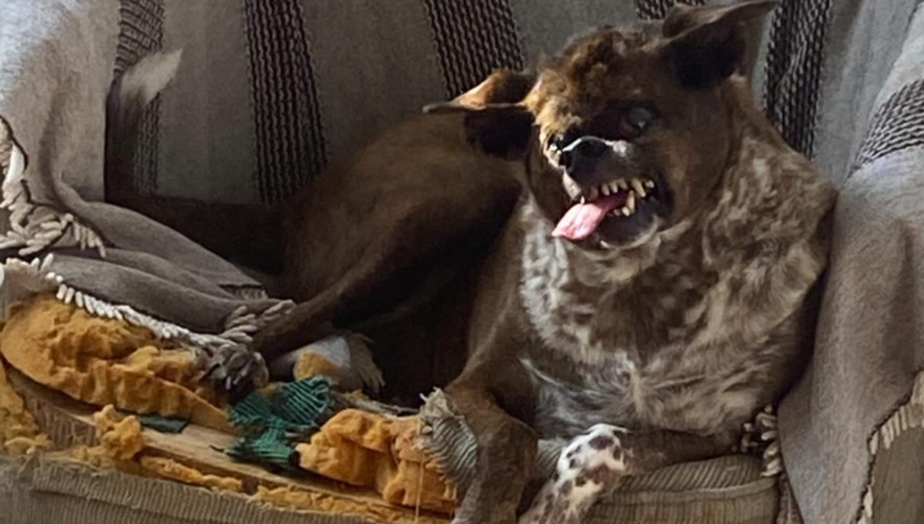 Marielle non sembra neppure un cane, ma il suo corpo racconta una storia impossibile da ignorare