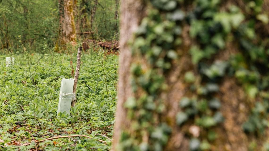 LifeClimatePositive projesi, İtalyan ormanlarının yönetimini iyileştirmeyi, terk edilme ve bozulmayla mücadele etmeyi amaçlıyor (fotoğraf: FSC Italia)