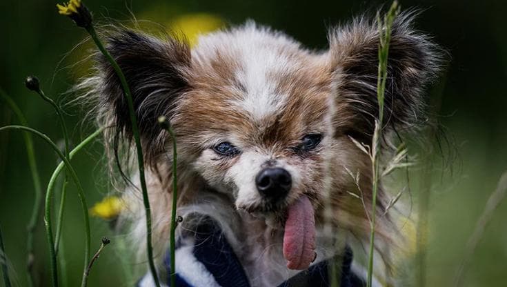 Lazare, il Papillon che sfidò il tempo: morto a 30 anni il cane (forse) più vecchio del mondo
